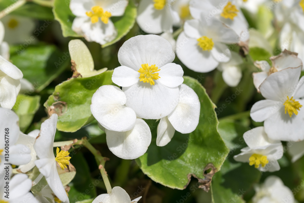 Beautiful wax begonia (begonia semperflorens) flowers. Beautiful wax begonia (begonia semperflorens) flowers.
