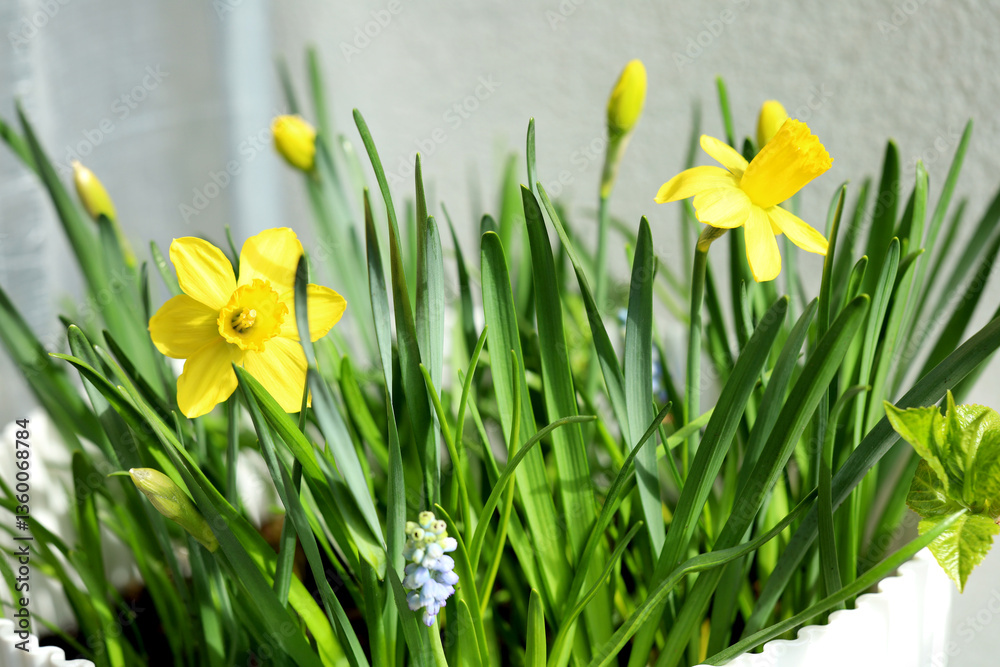 Fototapeta premium Blooming daffodils and grape hyacinths in a white flower pot