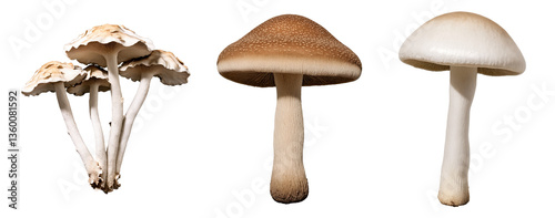 Collection of Edible and Wild Mushrooms – Fungi Varieties with Different Shapes, Colors, and Textures for Culinary, Botanical, and Mycology Studies on White Background