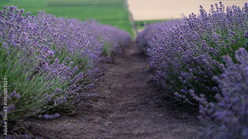 Obraz premium Lavender field in the summer. Lavender field with a background of Mt.Hood. Lavender fields in Hood river, USA. Lavender bushes close up.