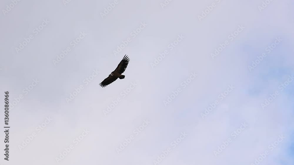 Silueta de buitre gyps fulvus desciende con fondo de la cima de la montaña Montcabrer, Alcoy, España Silueta de buitre gyps fulvus desciende con fondo de la cima de la montaña Montcabrer, Alcoy, España