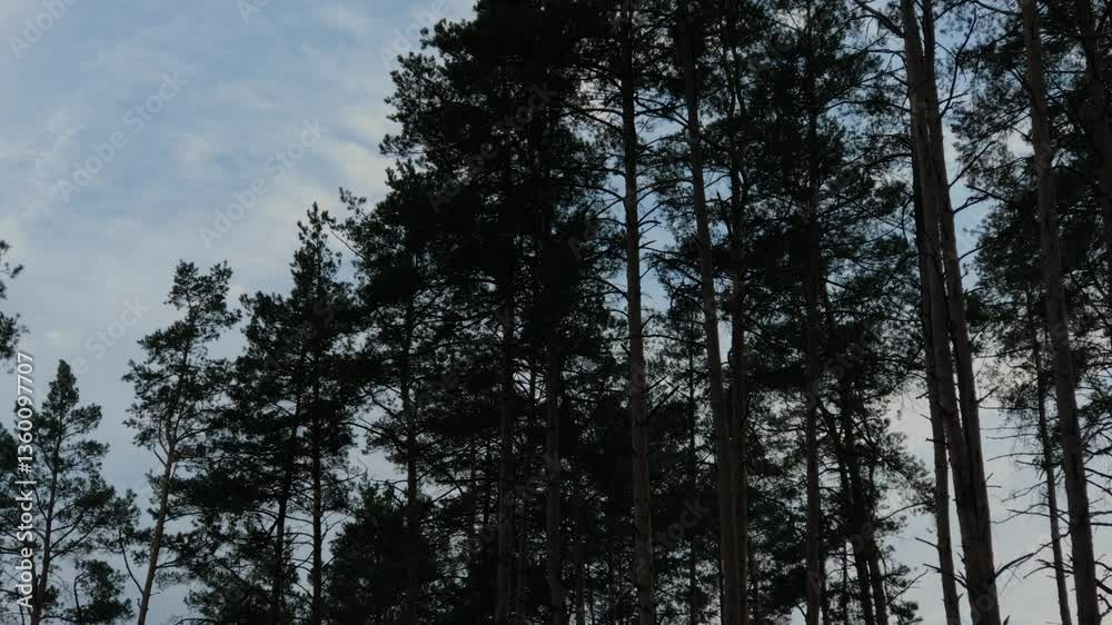 The forest is beautifully visible, which is completely filled with fog in cloudy weather. the fog rises The forest is beautifully visible, which is completely filled with fog in cloudy weather. the fog rises