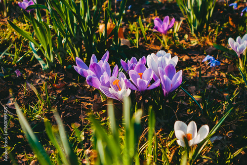 Colorful spring flowers against the background of green fresh grass photo