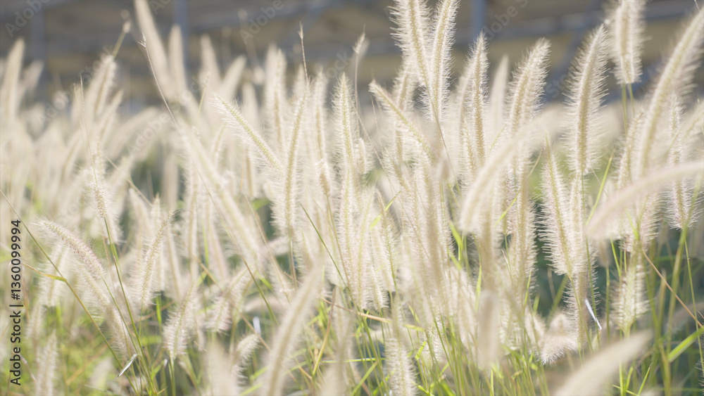 Fototapeta premium Serene Meadow of Swaying Wild Grass and Flowers