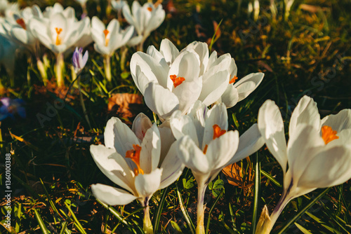 Colorful spring flowers against the background of green fresh grass photo