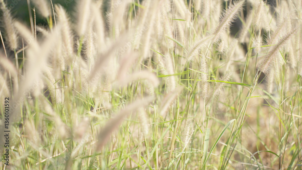 Serene Meadow of Swaying Wild Grass and Flowers Serene Meadow of Swaying Wild Grass and Flowers