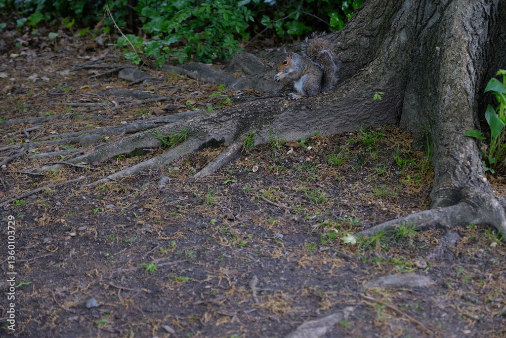 squirrel on tree squirrel on tree