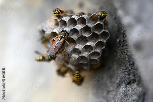 Wasps on a paper nest