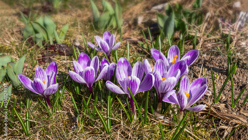 Krokusy. photo