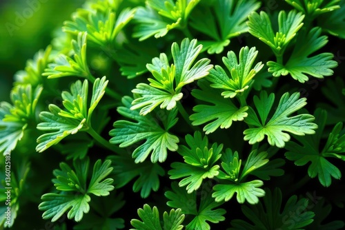 Intricate parsley sprig pattern, close-up view , food, plant, closeup