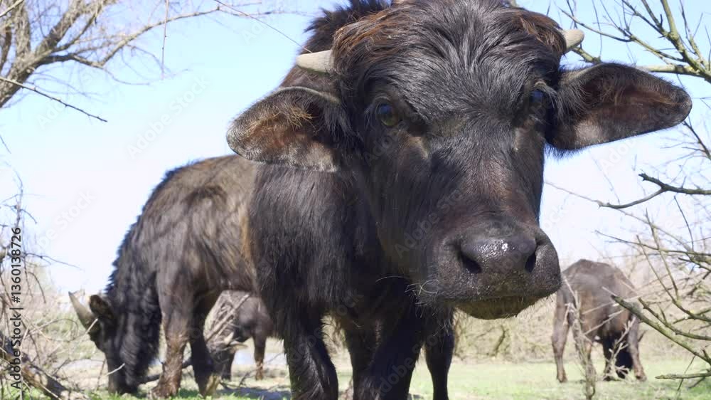 Bottom view, Portrait of young Water Buffalo looks at camera on bush branches and blue sky background, Slow motion, Close-up Bottom view, Portrait of young Water Buffalo looks at camera on bush branches and blue sky background, Slow motion, Close-up