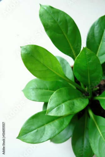 Wallpaper Mural Large leaves of a plant isolated on white surface, clean, texture, leaves Torontodigital.ca
