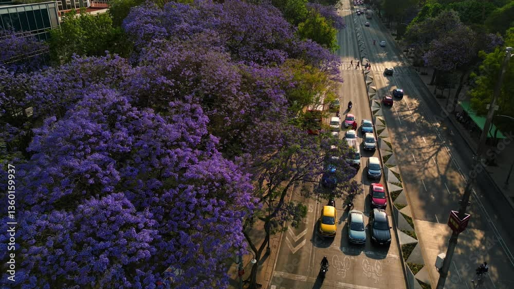 Ángel de la independencia, landmark in México city downtown at Reforma Av, spring with pruple flowers, Jacarandas