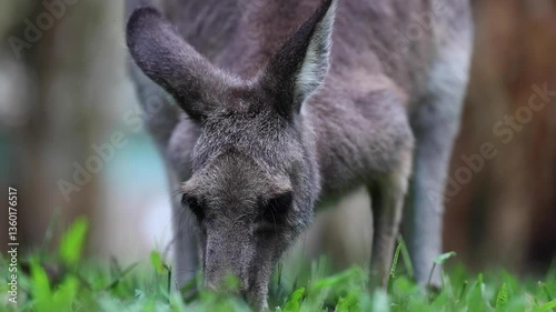 Kangaroo eating