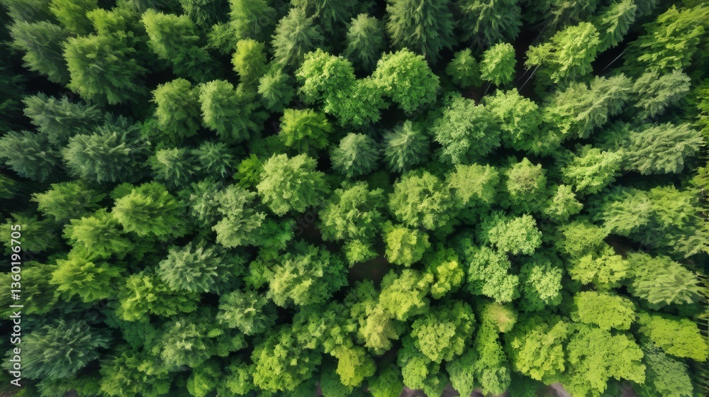 Naklejka premium 上空から見下ろした森、森林、ドローン撮影、自然