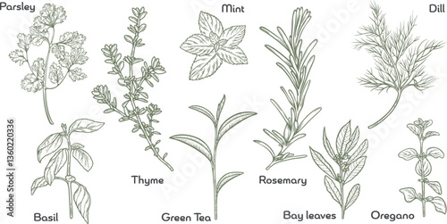 Herbs and spices set collection aromatic plants cooking ingredients