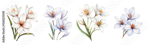 Watercolor white saffron flowers png. Spring saffron flowers, crocuses with white flowers and green leaves. Watercolor first spring flowers. Vintage watercolor botany.
