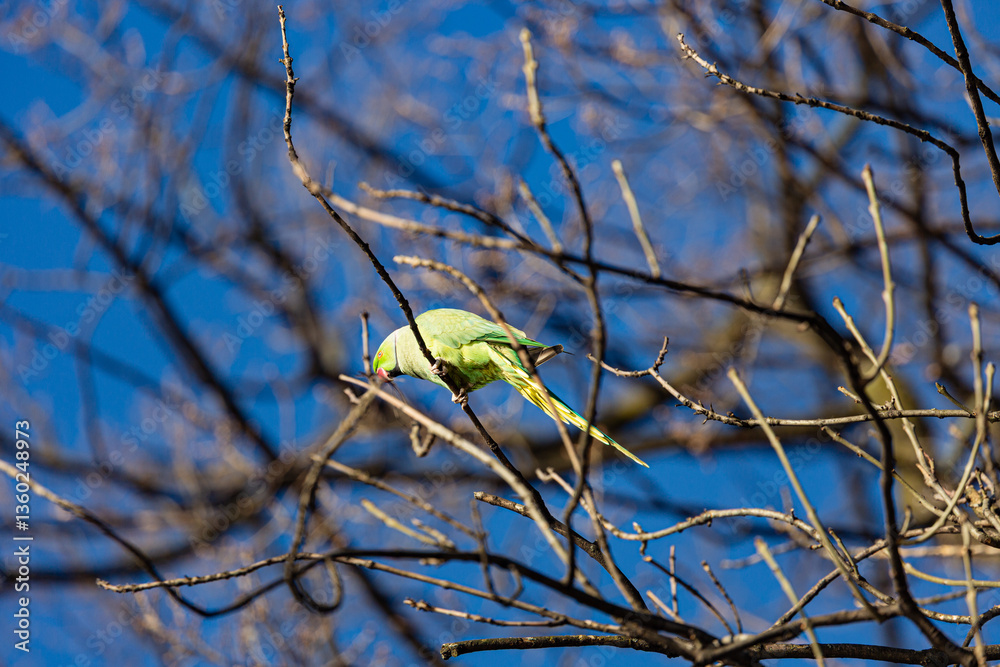 Yellow parrot on branch in winter