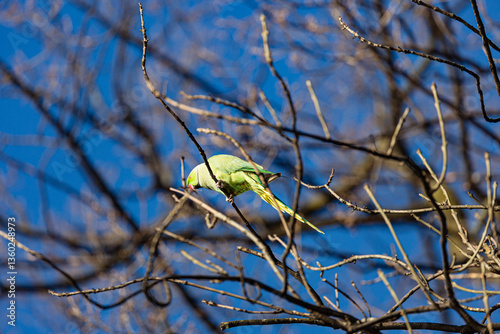 Obraz na płótnie Yellow parrot on branch in winter w salonie