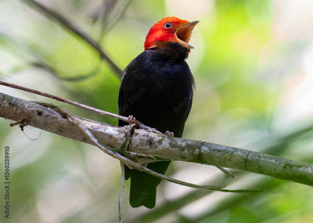 Obraz premium Red-headed bird singing