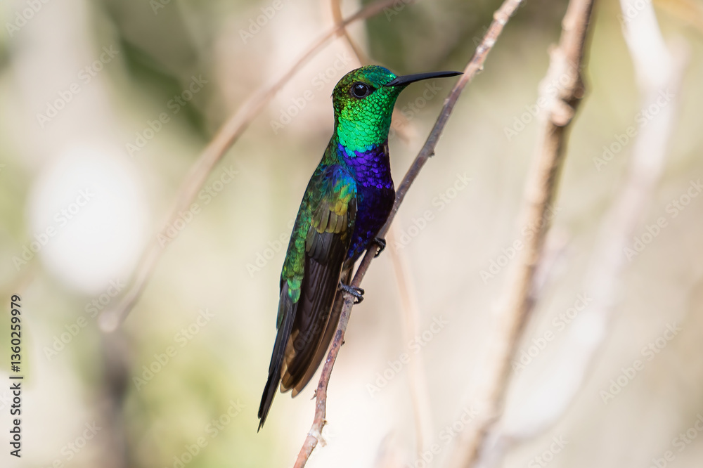 Fototapeta premium Bright hummingbird