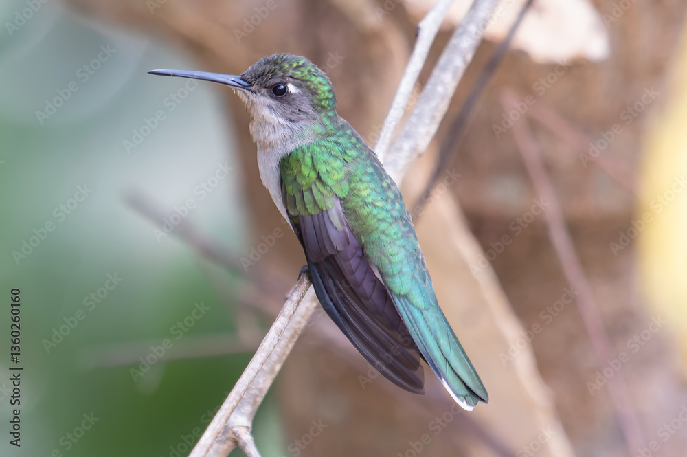 Fototapeta premium hummingbird on a branch