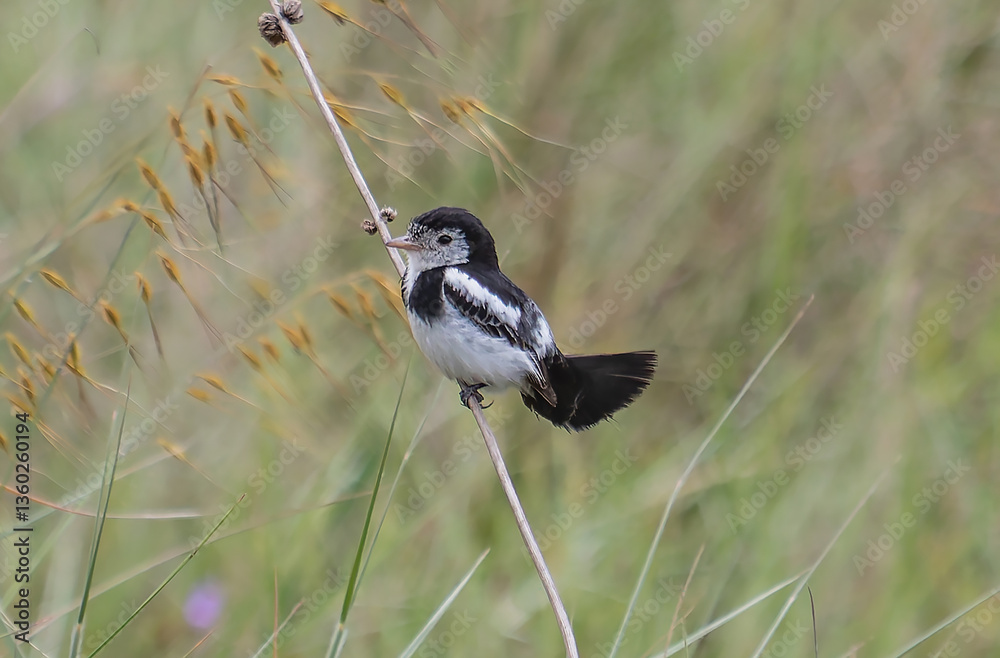 Obraz premium bird on a grass