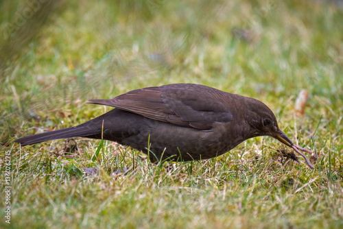 Wallpaper Mural a blackbird female, turdus merula, is looking for food on the lawn at a spring day Torontodigital.ca