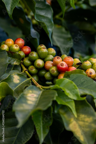 Wallpaper Mural Planta de grãos de café vermelho maduros, semente fresca, crescimento de árvore de café em fazenda ecológica orgânica verde. Close up, semente vermelha madura, robusta, arábica. Torontodigital.ca