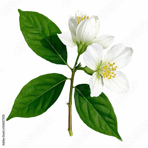 jasmine flower vector