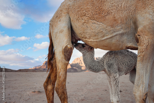 Small baby camel drinking milk from mom animal near, closeup detail, desert in background