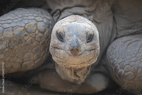 Galápagos giant tortoise close up