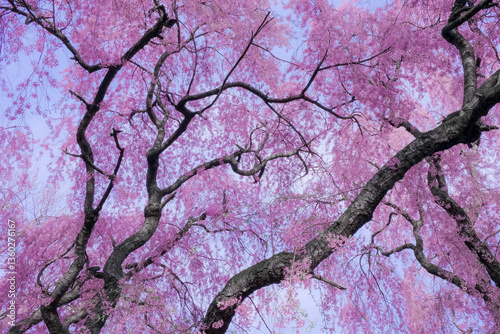pink cherry blossom on North Campus, University of Michigan, Ann Arbor, USA