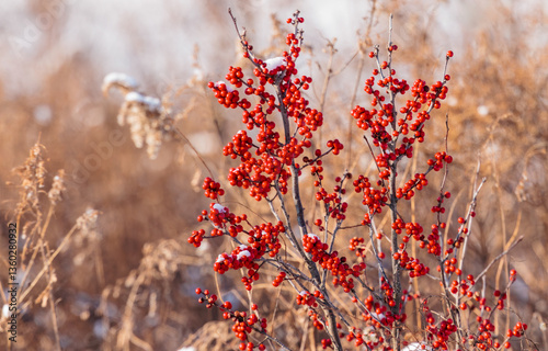 red winter berries