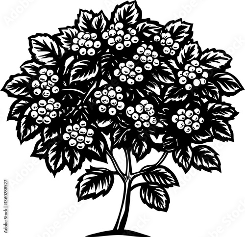 coffee plant illustration with detailed arabica berries and leaves botanical art, nature design