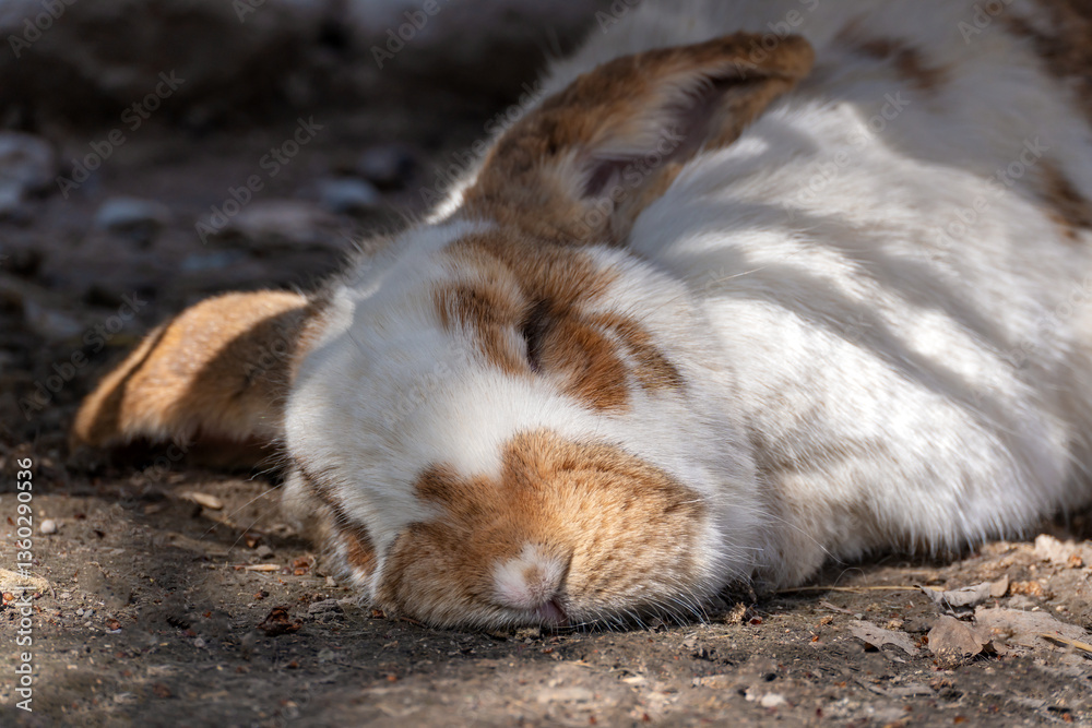 Fototapeta premium A close-up of a white fold-eared rabbit with red spots, which sleeps on the ground outdoors, hiding in the shade from the bright sun.