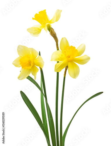 Spring floral border, beautiful fresh daffodils flowers, isolated on white background.