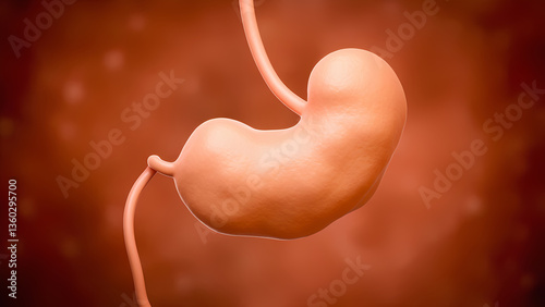 illustration human body stomach
