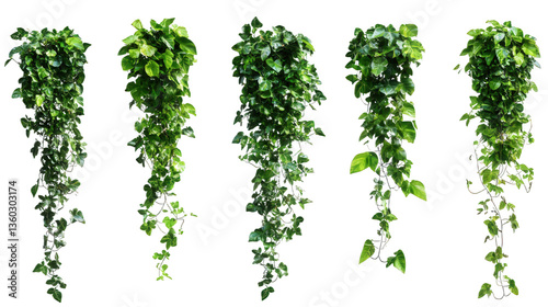 Wallpaper Mural Vertical Hanging Ivy Plants Display Torontodigital.ca