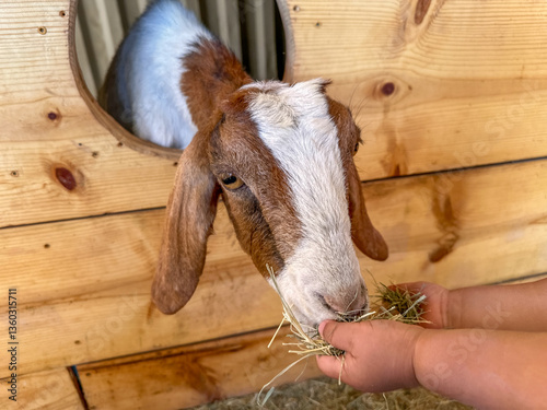 Obraz na płótnie Dairy goats close-up, portrait of a goat with big ear ready for feeding. Children and pets. High quality photo w salonie