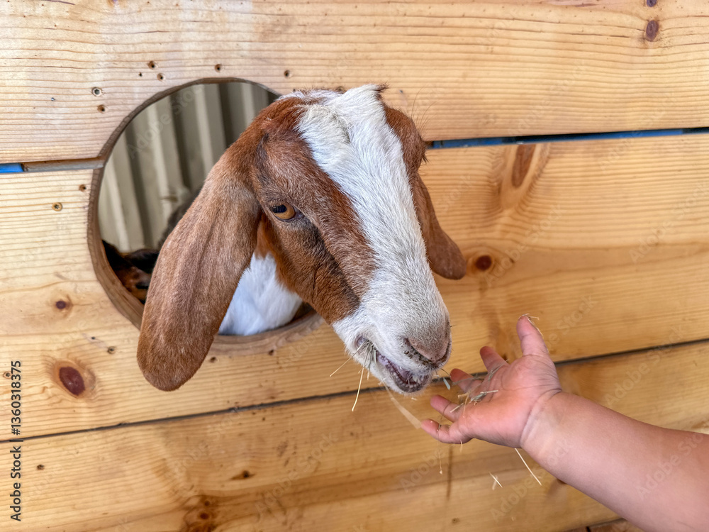 Dairy goats close-up, portrait of a goat with big ear ready for feeding. Children and pets. High quality photo