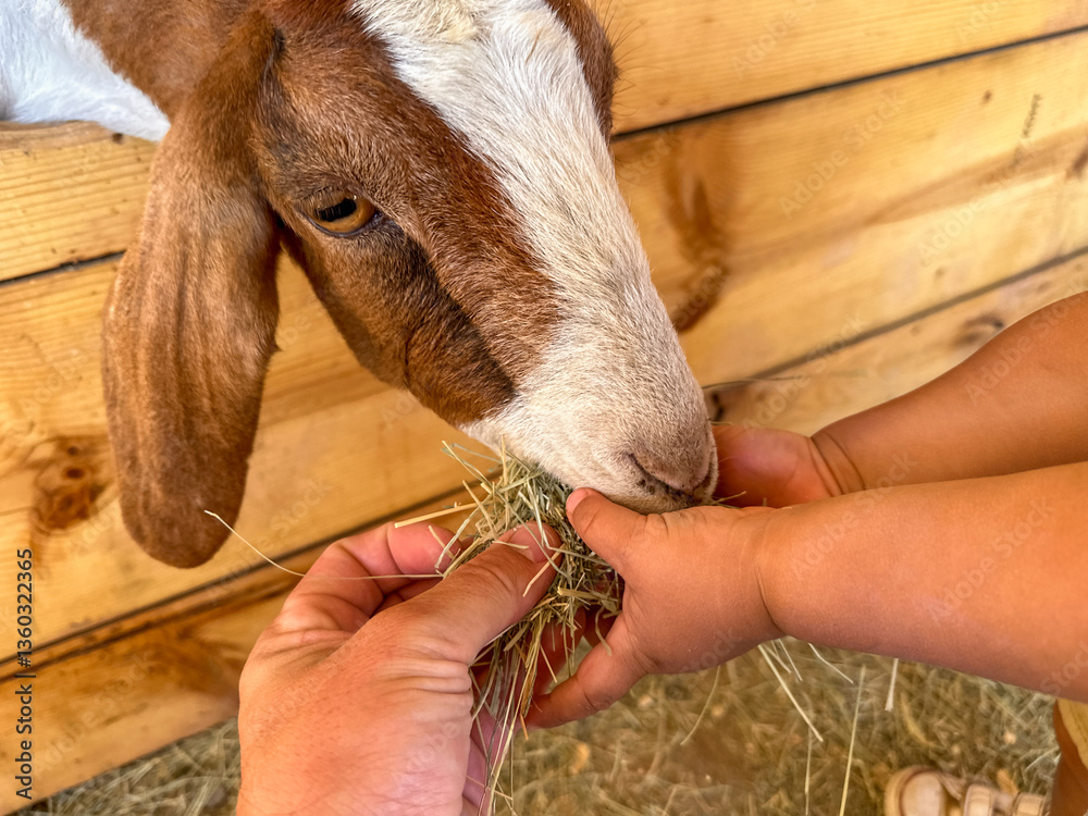 Dairy goats close-up, portrait of a goat with big ear ready for feeding. Children and pets. High quality photo