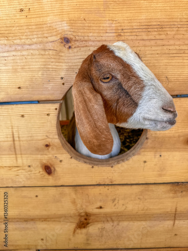 Dairy goats close-up, portrait of a goat with big ear ready for feeding. Children and pets. High quality photo