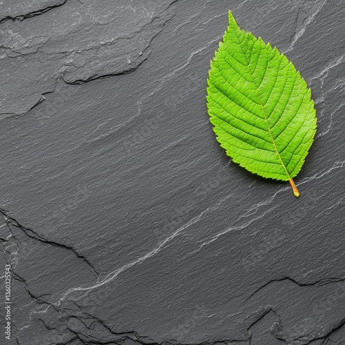 Vibrant Green Leaf on Dark Gray Stone Background