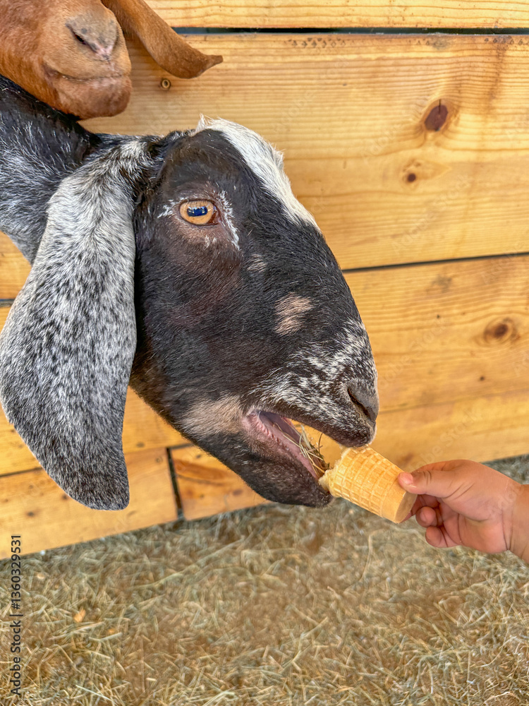 Dairy goats close-up, portrait of a goat with big ear ready for feeding. Children and pets. High quality photo