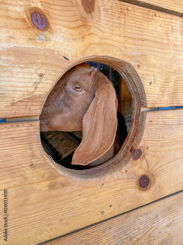 Obraz na płótnie Dairy goats close-up, portrait of a goat with big ear ready for feeding. Children and pets. High quality photo w salonie