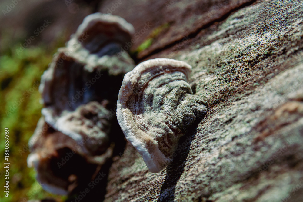 Bracket Fungus Growing on Tree Trunk Surface Bracket Fungus Growing on Tree Trunk Surface