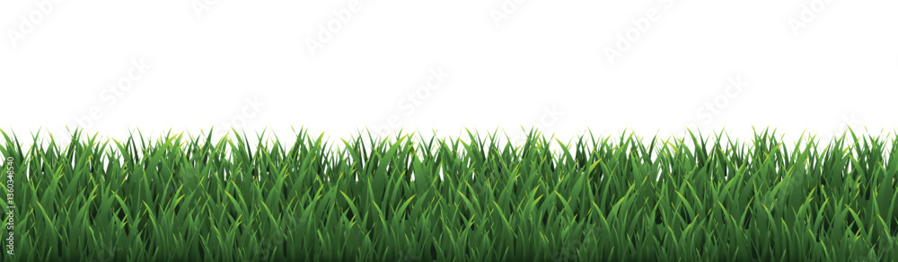 Fototapeta premium green grass isolated on white background