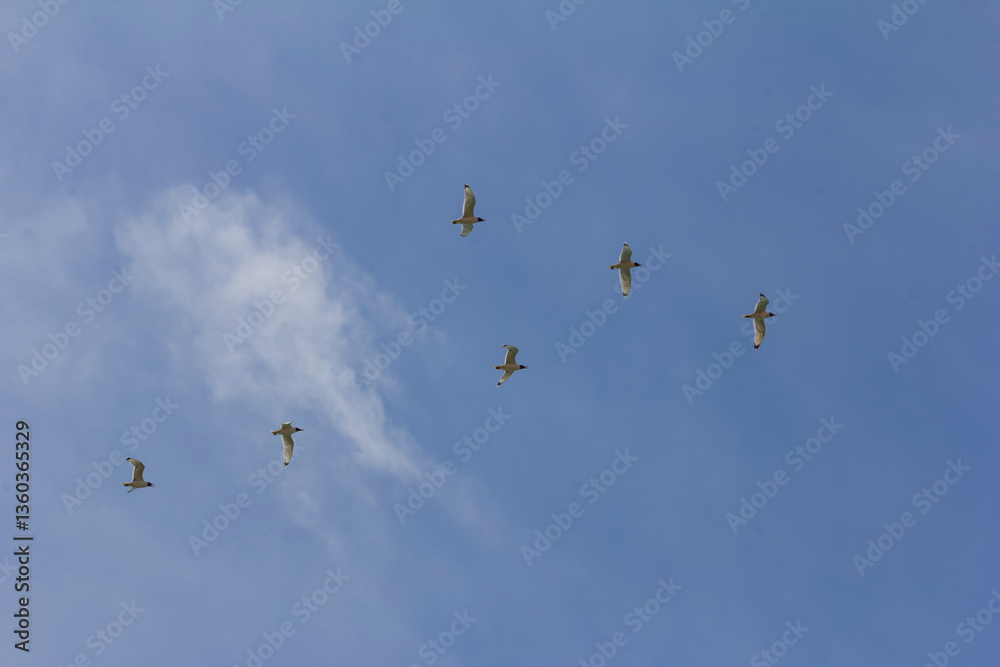 A flock of seagulls flying in formation under a clear blue sky. A flock of seagulls flying in formation under a clear blue sky.