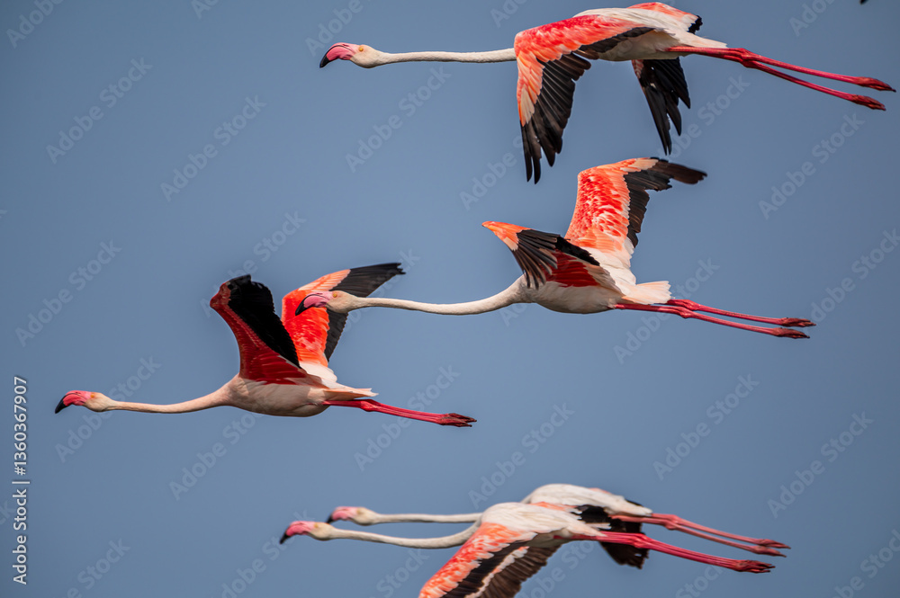 Fototapeta premium Bird of srilanka